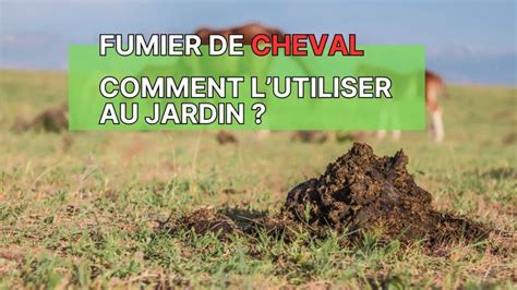 Infographie montrant le cycle du fumier de cheval de l'écurie au champ