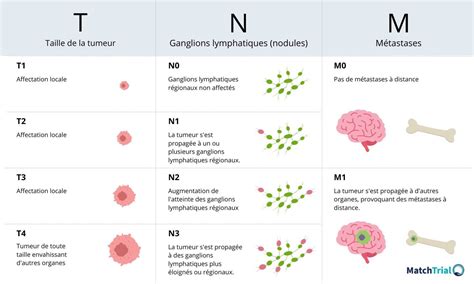Diagramme expliquant la classification TNM