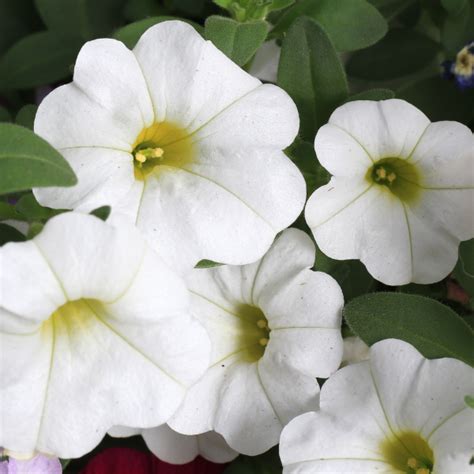 Calibrachoa Callie White en jardinière