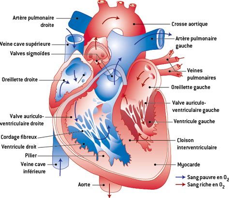 Schéma du cœur humain