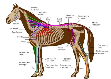 Anatomie d'un cheval de course