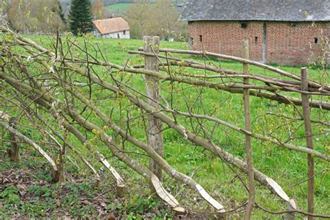 Haie plessée dans le bocage de l'Arche de la Nature