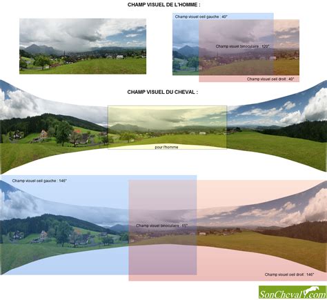 Diagramme de la vision du cheval