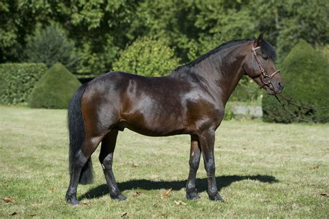 Infographie résumant les caractéristiques clés du Poney Landais