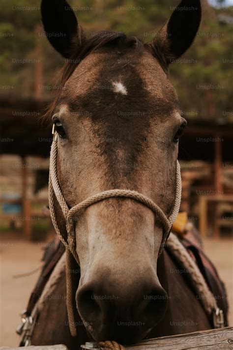Cheval portant un licol