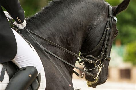 Cavalier tenant les rênes d'un cheval