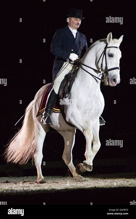 Cheval effectuant une révérence