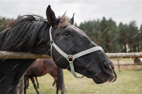 Cheval franchissant une haie sur une piste d'entraînement