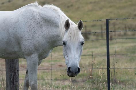 Un cheval gris clair se détachant sur un fond sombre
