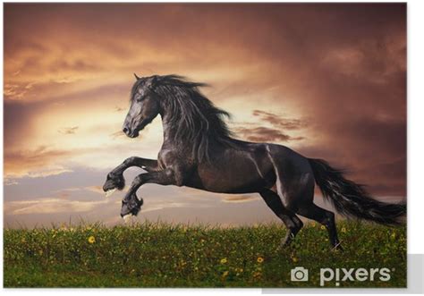 Cheval Frison noir au galop