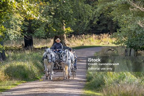 Calèche traversant une forêt