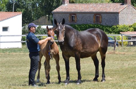 Élevage de chevaux Cob Normand