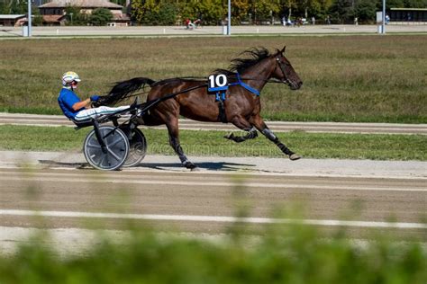 Cheval de course au trot