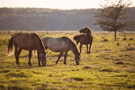 Cheval au pré