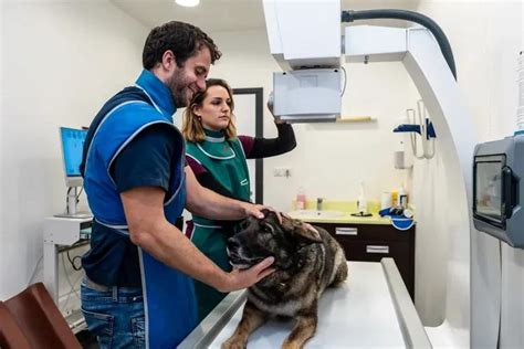 Équipe vétérinaire effectuant une radiographie sur un cheval
