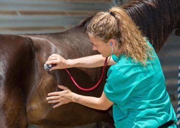 Vétérinaire réalisant une auscultation cardiaque sur un cheval