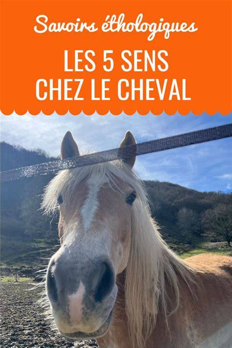 Infographie sur les sens du cheval
