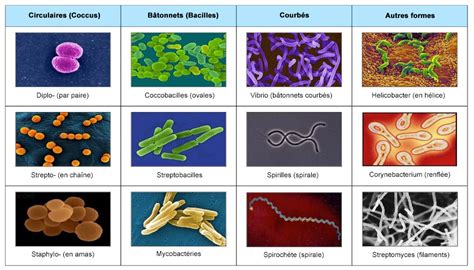Illustration des différents types de microbes (bactéries, virus, champignons, parasites)