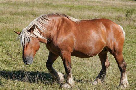 Profil d'un cheval Comtois