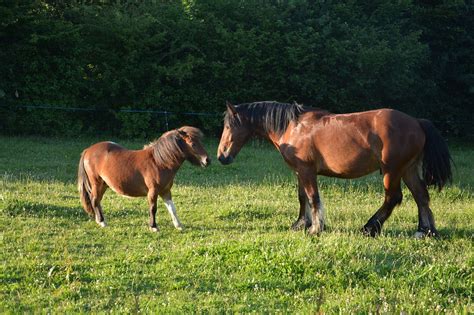 Cheval et poney dans un pré