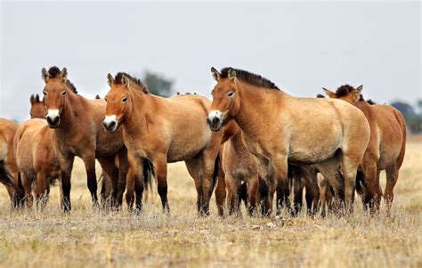 Cheval de Przewalski en semi-liberté