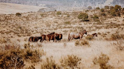Brumbies dans la nature australienne