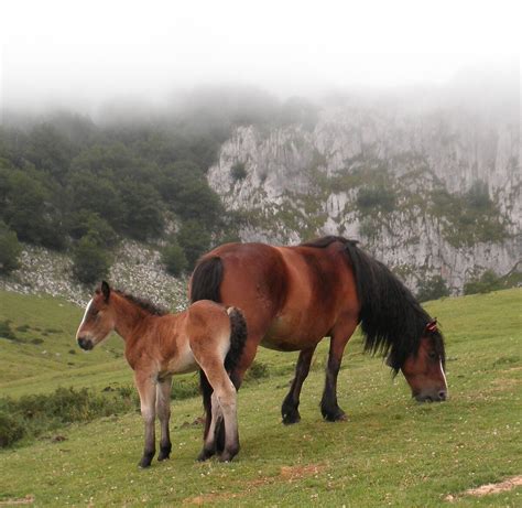 Cheval des montagnes du Pays Basque