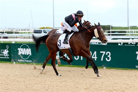 Hooking cheval course hippique