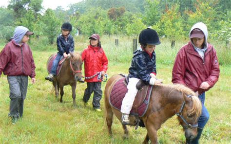 Poney au pré sous la pluie