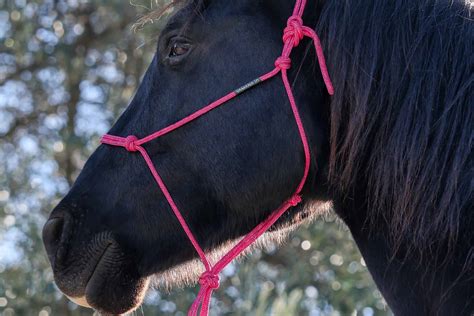 Cheval portant un licol en corde