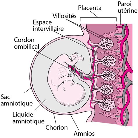 Schéma illustrant la quantité de liquide amniotique autour du fœtus