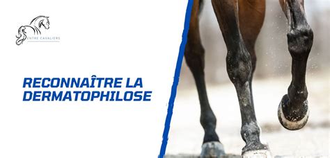 Photo d'un cheval présentant des lésions de dermatophilose dorsale