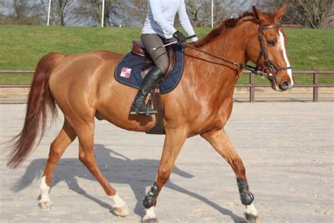 Cavalier effectuant une transition au trot