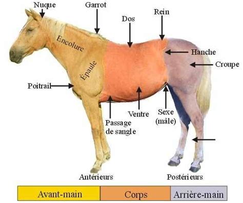 Schéma du corps du cheval indiquant l'arrière-main