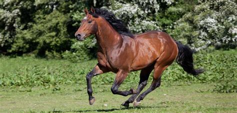 Cheval Quarter Horse en action dans un ranch