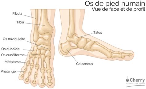 Anatomie du pied équin