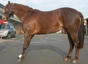 Cheval en posture antalgique due à la fourbure