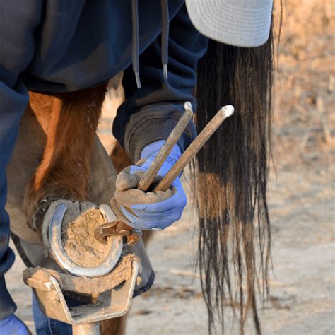 Fers adaptés pour la gestion de la fourbure