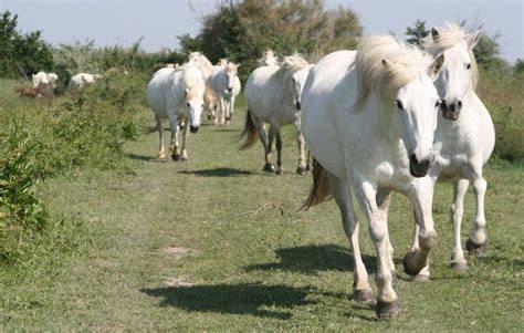 Chevaux ibériques en action