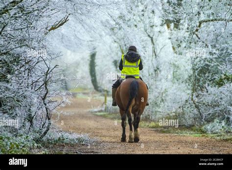 Cheval et cavalier traversant une forêt