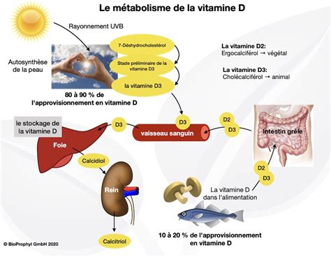 Schéma du cycle de la vitamine D dans le corps
