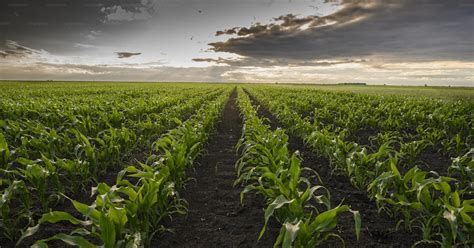 Champ de maïs verdoyant avec du fumier épandu au loin