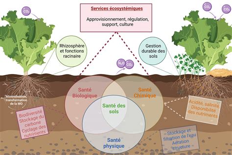 Schéma montrant la structure d'un sol sain avec des micro-organismes