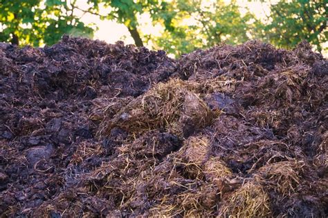 Fumier de vache composté prêt à être épandu