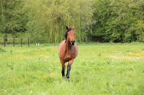 Cheval au galop dans un pré