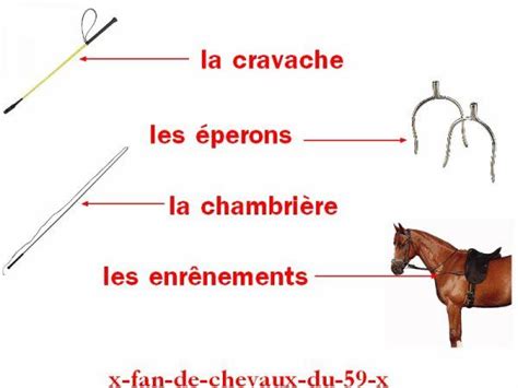 Schéma des aides naturelles et artificielles en équitation