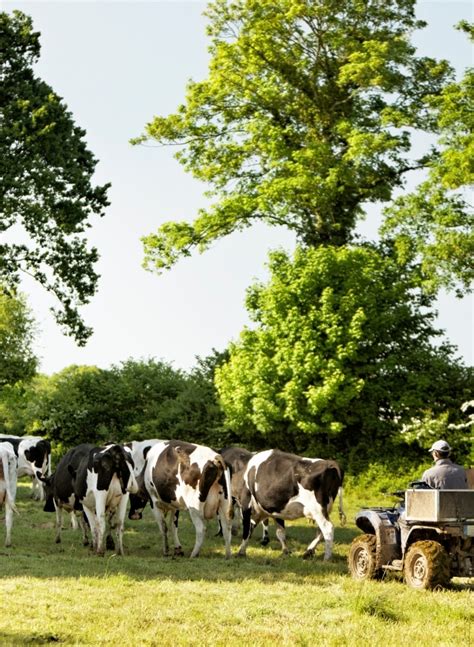 Calèche traversant un paysage verdoyant de bocage normand