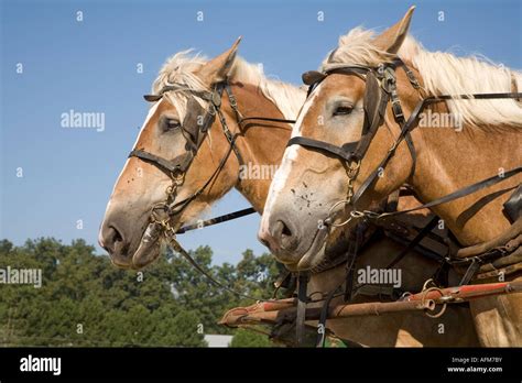 Chevaux de trait tirant une charrette sur la plage à marée basse