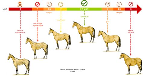 Grille d'évaluation de l'état corporel d'un cheval (Body Condition Score)