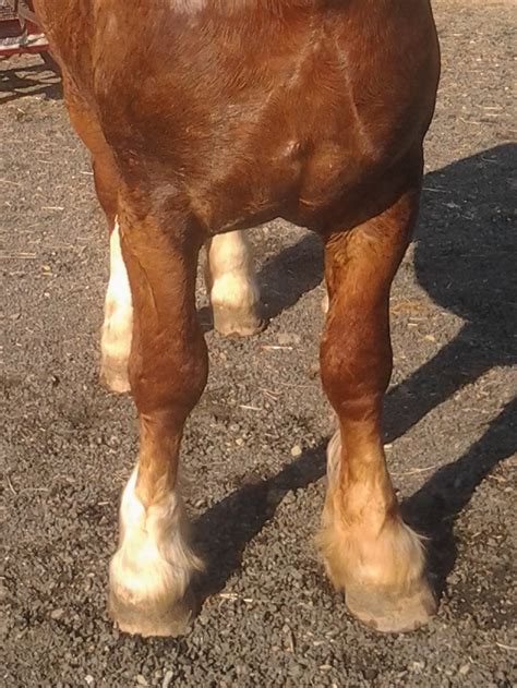 Cheval boitant, montrant des signes de douleur aux membres antérieurs